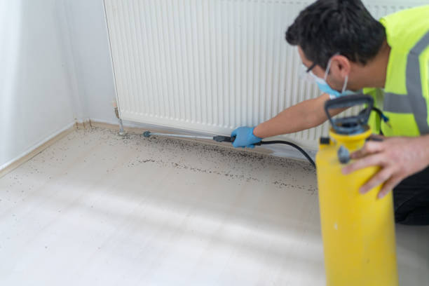 Wasp Removal Services in Ashland, PA